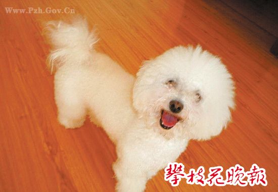 弄丢客人比熊犬要赔钱 打工妹出千元寻狗没结果